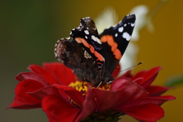 Butterfly sits on a flower in the garden