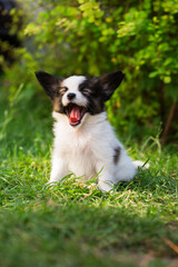 Huge scary mouth of a little puppy