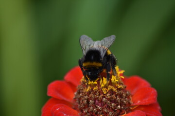 bee pollinates flower in garden