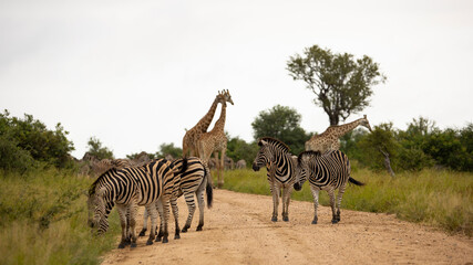 Obraz premium Zebras and giraffes in the wild