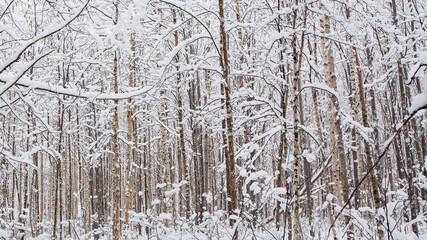 Fototapeta na wymiar snow covered birch trees