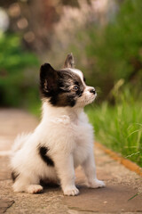 Fototapeta premium Little cute pet in the sun
