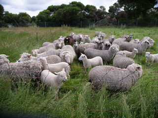 Flock of sheep