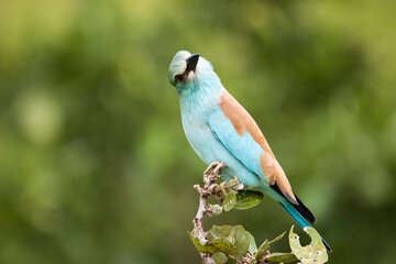 a European roller with green background