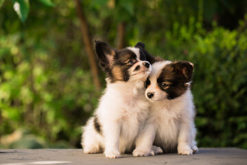 Portrait of two little puppies