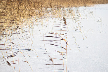 The nature of Russia. Winter landscape. On the shore of the lake there is a tall dry grass yellowed from frost.