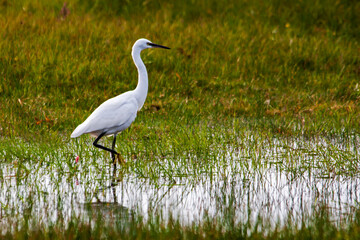Grande aigrette dans le marais