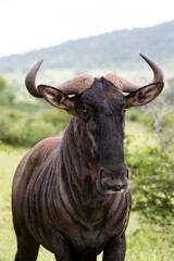 Portrait of a blue wildebeest