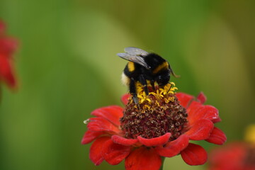 bee pollinates flower in garden