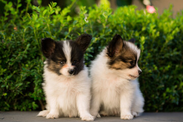 Naklejka na ściany i meble Two cute puppies in the garden