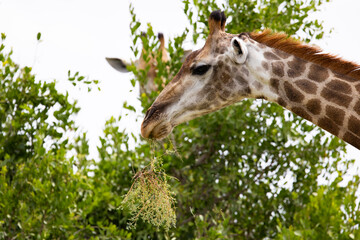 a Giraffe feeding on a bush