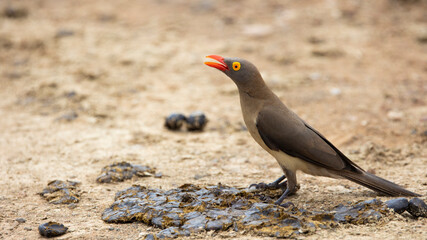 Red-billed oxpecker on the ground