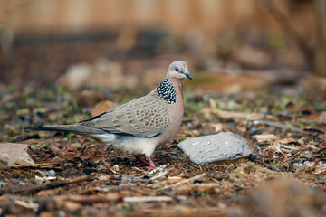 side view of pigeon on the ground 