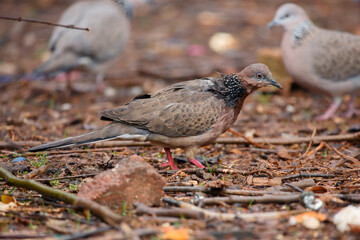 wet dove on the ground after a day of rain in Adelaide, South Australia