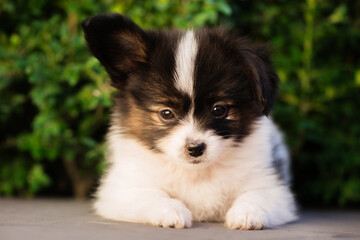 pensive puppy in the garden