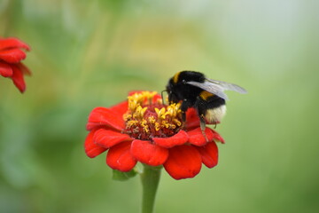 bee pollinates flower in garden