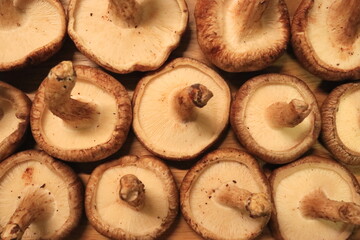 たくさん並んだキノコ（椎茸）