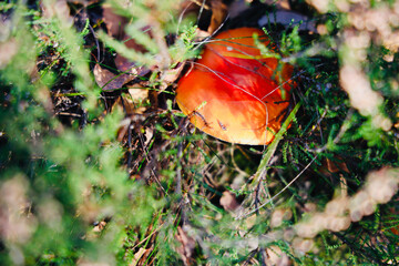 mushroom, wald, natur, pilz, herbst, rot, giftpilz, gras, giftig, mushroom, fliegenpilz, pilz, wulstlinge, holz, kappe, green, fliege, essen, jahreszeit, makro, orange, gift, braun, weiß