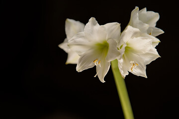 Fototapeta na wymiar A white amaryllis against a black background. The sharpness lies on the filament. The plant is mainly lit from below, which gives it a special look. 