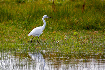 Grande aigrette dans le marais