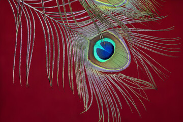 Colorful Indian Peacock feathers isolated, Peacock green and blue plumage moving in breeze or wind ...