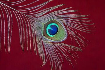 Obraz premium Colorful Indian Peacock feathers isolated, Peacock green and blue plumage moving in breeze or wind India. interior decoration material.