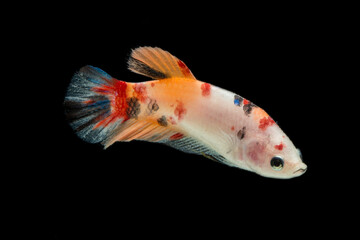 Close up of colorful Betta fish. Beautiful Siamese fighting fish, Fancy Betta splendens nemo...