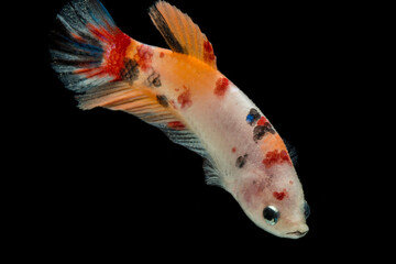 Close up of colorful Betta fish. Beautiful Siamese fighting fish, Fancy Betta splendens nemo...