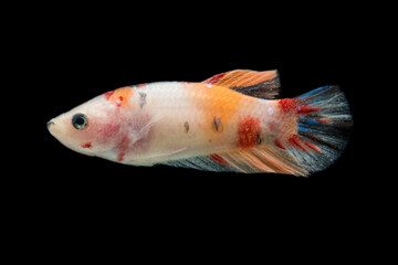 Close up of colorful Betta fish. Beautiful Siamese fighting fish, Fancy Betta splendens nemo...