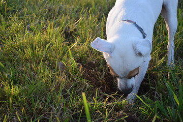 white dog in grass
