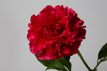 Bright red peony isolated on a gray background.