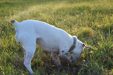 jack russell terrier