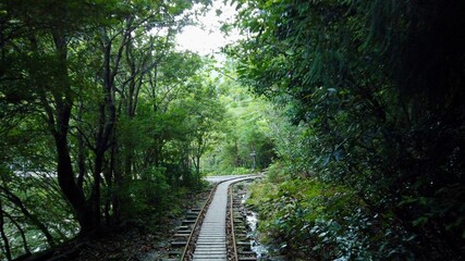 Fototapeta premium 屋久島 屋久杉 縄文杉トレッキング 国立公園 鹿児島
