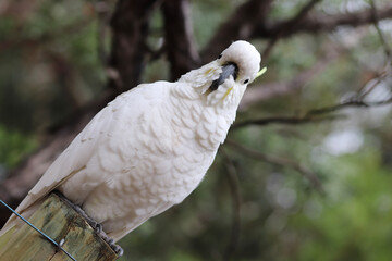 snowy owl on branch