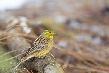 The yellowhammer, Emberiza citrinella, cute male, close up