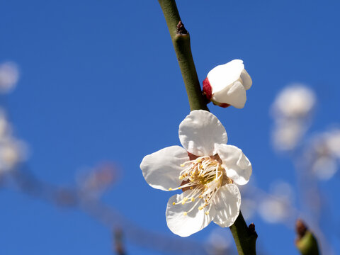 74 8 最適な 梅 画像 ストック写真 ベクター Adobe Stock