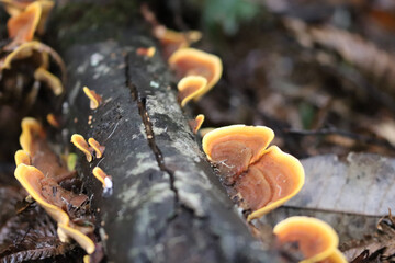 mushrooms on a tree
