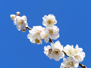 白梅