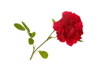 Red garden rose flower isolated on white background.