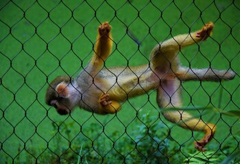 monkey in the net