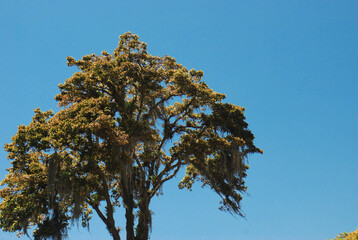 tree and sky