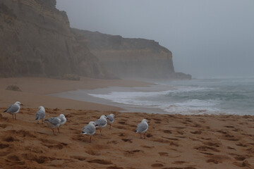 seagulls on the beach