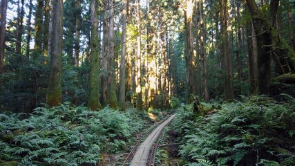 屋久島 屋久杉 縄文杉トレッキング 国立公園 鹿児島