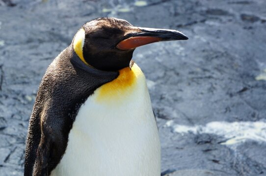 80 Best 立ち尽くす Images Stock Photos Vectors Adobe Stock