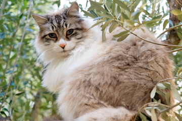 Naklejka na ściany i meble ragdoll cat in tree