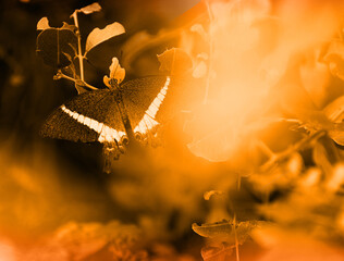 butterfly on a leaf