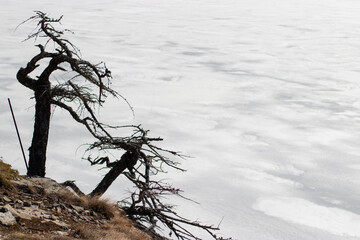 Black twisted trees and snow background