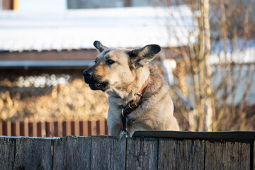A large dog looks out from behind the fence and rejoices in the bright warm sun.