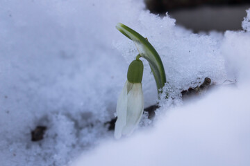 Schneeglöckchen im Schnee