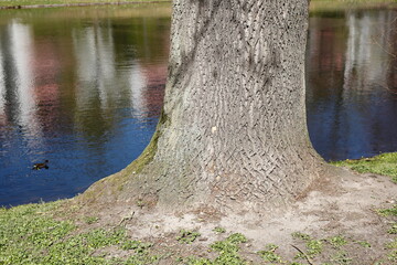 Baumstamm, Wasserspiegelung, Häuser, Bremen, Deutschland